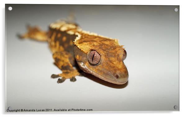 Crested Gecko Acrylic by Amanda Lucas