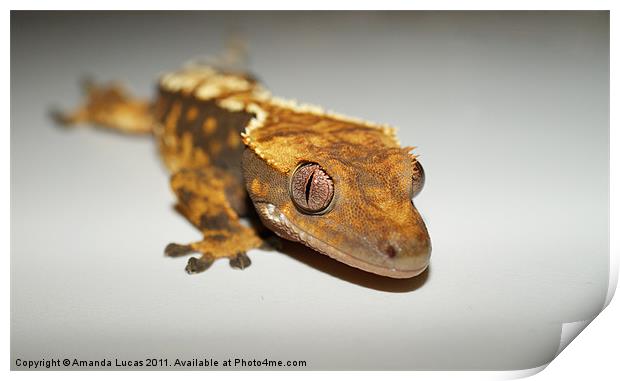 Crested Gecko Print by Amanda Lucas