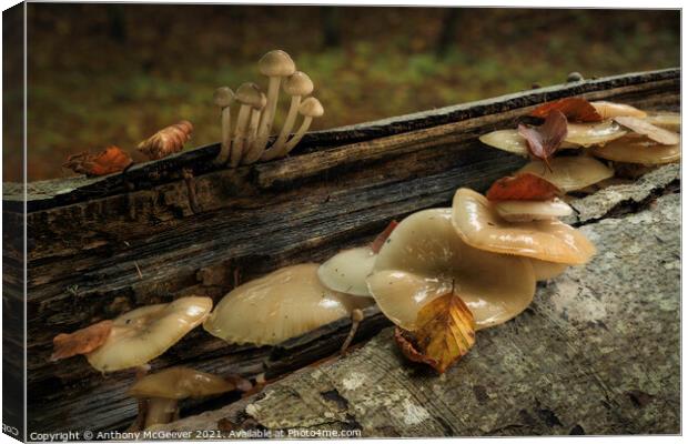 Autumn Mushrooms and fallen leaves  Canvas Print by Anthony McGeever