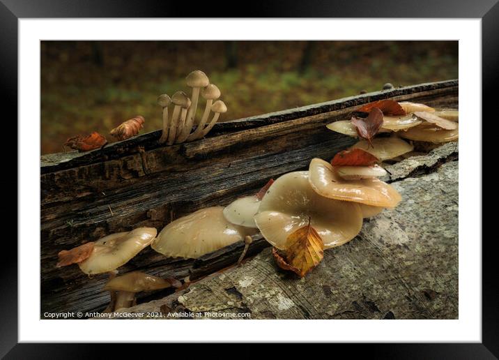 Autumn Mushrooms and fallen leaves  Framed Mounted Print by Anthony McGeever