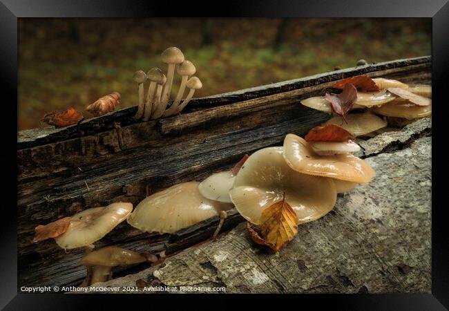 Autumn Mushrooms and fallen leaves  Framed Print by Anthony McGeever