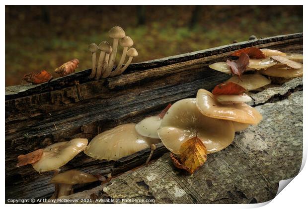 Autumn Mushrooms and fallen leaves  Print by Anthony McGeever