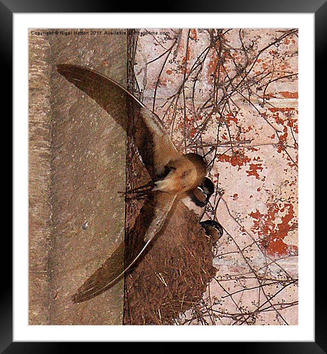 House martin Framed Mounted Print by Nigel Hatton