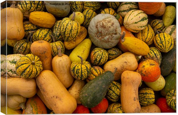 Many different kinds of Pumpkin, Canvas Print by kathy white