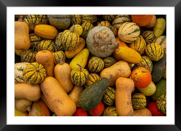Many different kinds of Pumpkin, Framed Mounted Print by kathy white