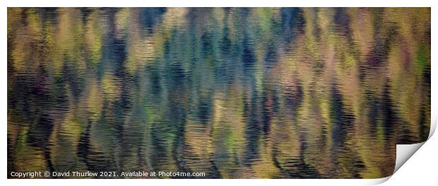 Forest Reflections Print by David Thurlow