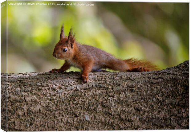 Penrhos Red Squirrel  Canvas Print by David Thurlow