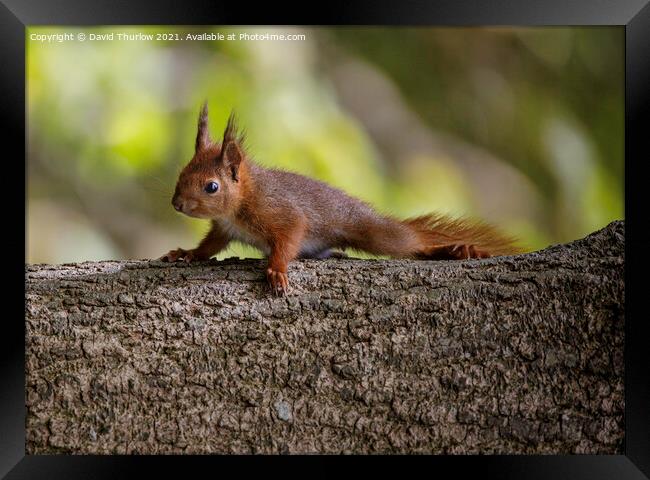 Penrhos Red Squirrel  Framed Print by David Thurlow