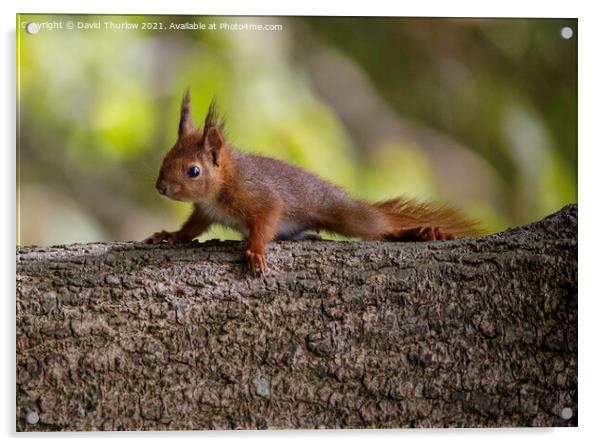 Penrhos Red Squirrel  Acrylic by David Thurlow