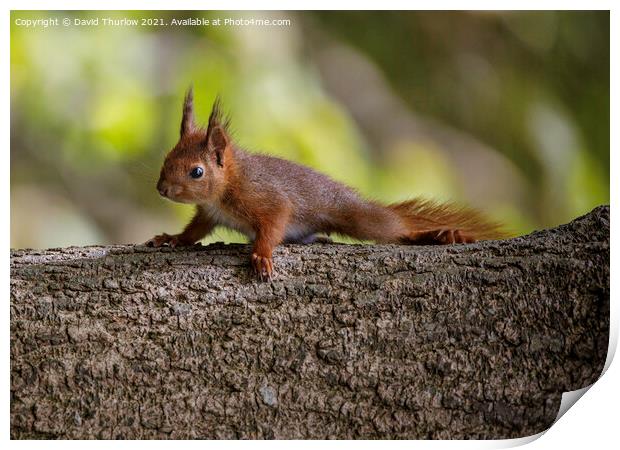 Penrhos Red Squirrel  Print by David Thurlow
