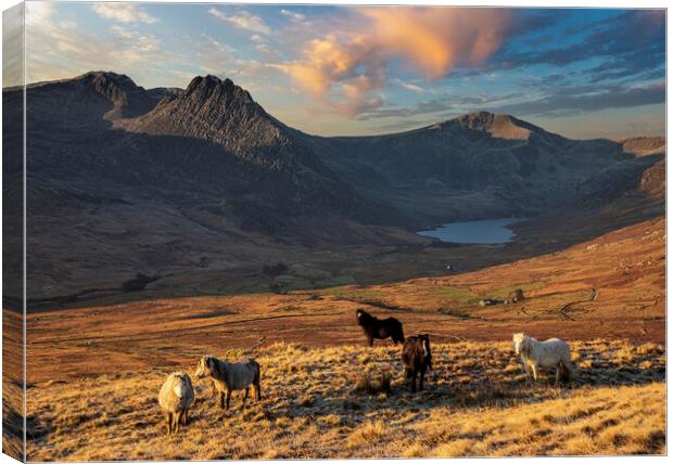 Wild ponies of the Carneddau Canvas Print by Rory Trappe