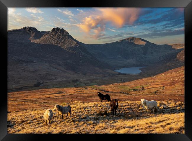 Wild ponies of the Carneddau Framed Print by Rory Trappe