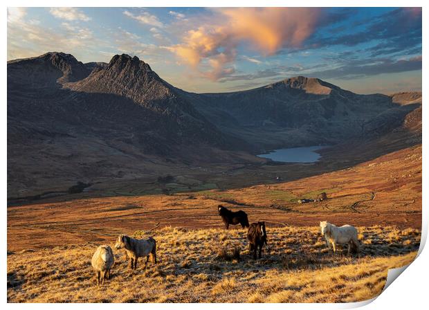 Wild ponies of the Carneddau Print by Rory Trappe