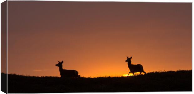 Red Deer Sunrise Canvas Print by Macrae Images