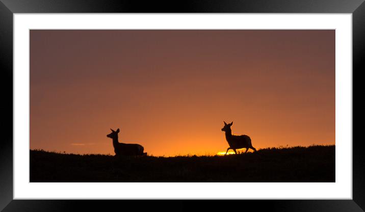 Red Deer Sunrise Framed Mounted Print by Macrae Images