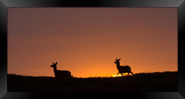 Red Deer Sunrise Framed Print by Macrae Images