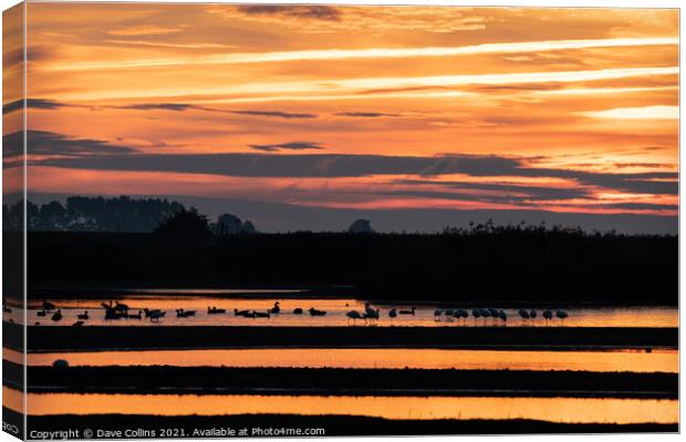 Morning sunlight reflecting off Water in Frampton Marsh, Lincolnshire, England Canvas Print by Dave Collins