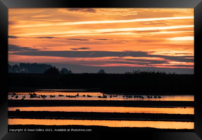 Morning sunlight reflecting off Water in Frampton Marsh, Lincolnshire, England Framed Print by Dave Collins