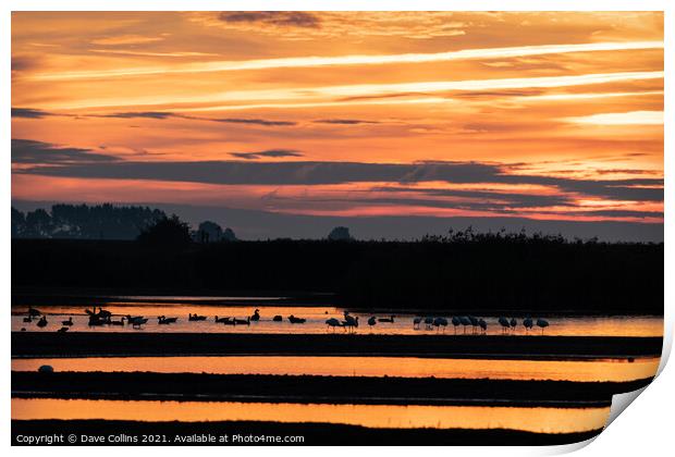 Morning sunlight reflecting off Water in Frampton Marsh, Lincolnshire, England Print by Dave Collins