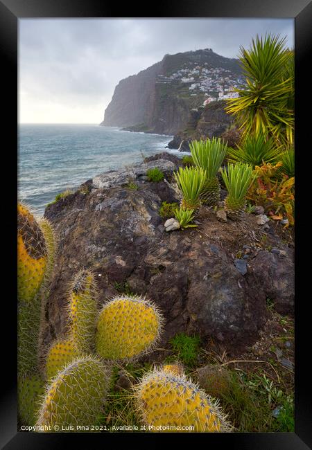View of Cape Girão with Cactus on the foreground in Camara de Lobos, Madeira Framed Print by Luis Pina