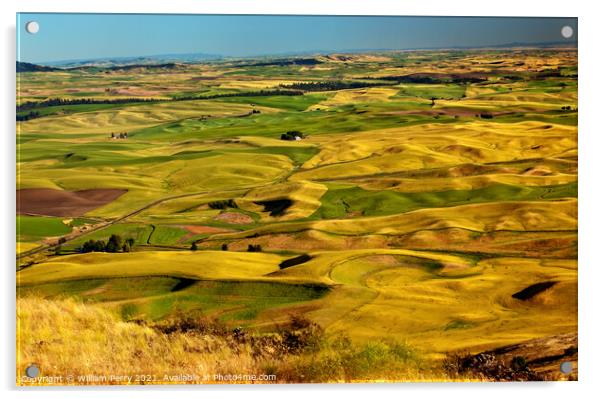 Yellow Green Wheat Fields and Farms from Steptoe Butte Palouse W Acrylic by William Perry