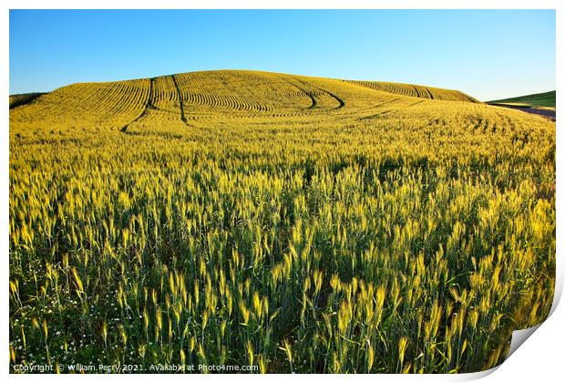 Green Wheat Grass Patterns Blue Skies Palouse Washington State Print by William Perry