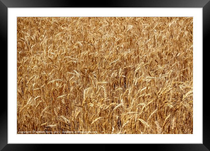Ripe Wheat Field Palouse Washington State Framed Mounted Print by William Perry