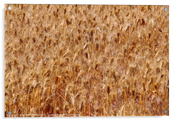 Ripe Wheat Field Palouse Washington State Acrylic by William Perry