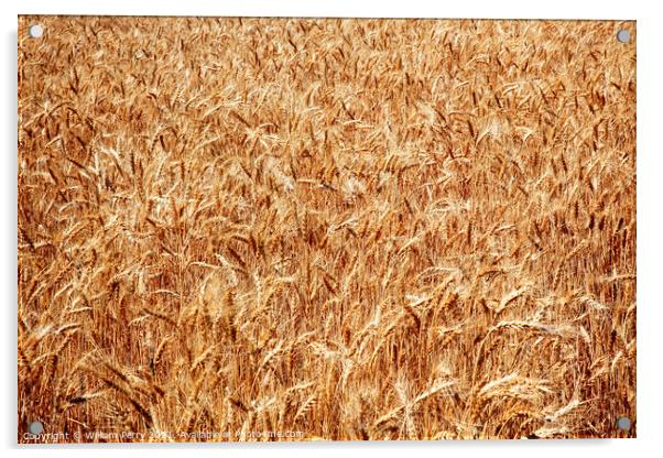 Ripe Wheat Field Palouse Washington State Acrylic by William Perry