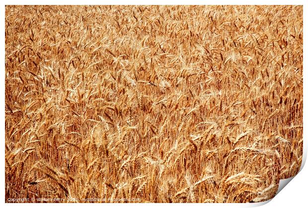Ripe Wheat Field Palouse Washington State Print by William Perry