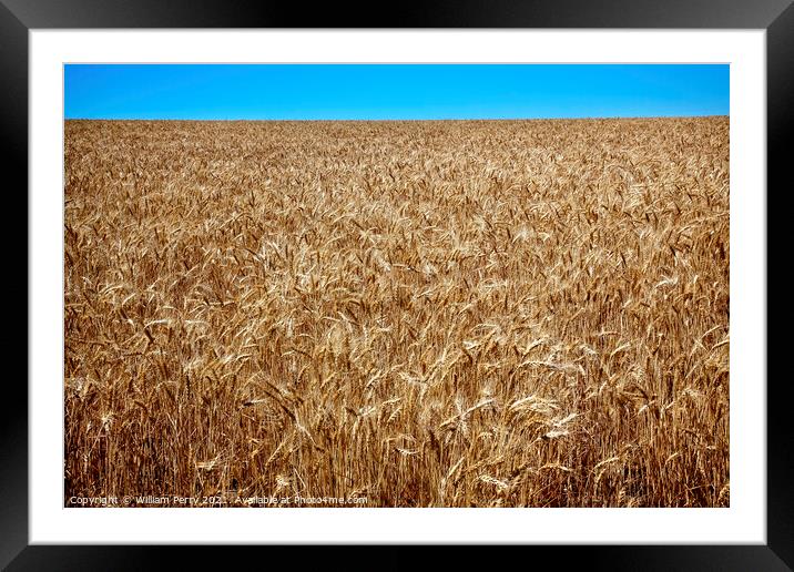 Ripe Wheat Field Blue Skies Palouse Washington State Framed Mounted Print by William Perry
