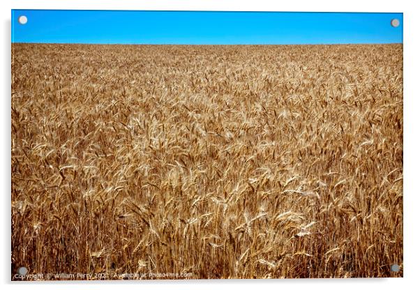 Ripe Wheat Field Blue Skies Palouse Washington State Acrylic by William Perry