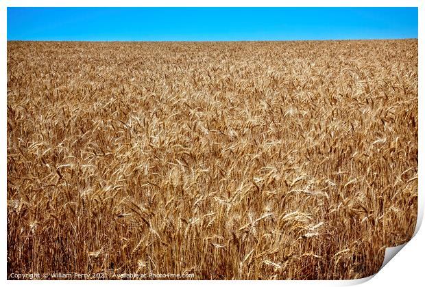 Ripe Wheat Field Blue Skies Palouse Washington State Print by William Perry