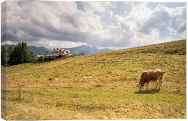 Wide angle view of green meadow countryside field with A shaped house and cows eating grass against sleeping knight tatra mountain aka as giewont and dramatic clouds, Zakopane, Poland, Europe Canvas Print by Arpan Bhatia