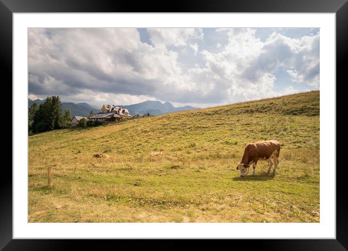 Wide angle view of green meadow countryside field with A shaped house and cows eating grass against sleeping knight tatra mountain aka as giewont and dramatic clouds, Zakopane, Poland, Europe Framed Mounted Print by Arpan Bhatia