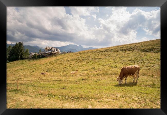 Wide angle view of green meadow countryside field with A shaped house and cows eating grass against sleeping knight tatra mountain aka as giewont and dramatic clouds, Zakopane, Poland, Europe Framed Print by Arpan Bhatia