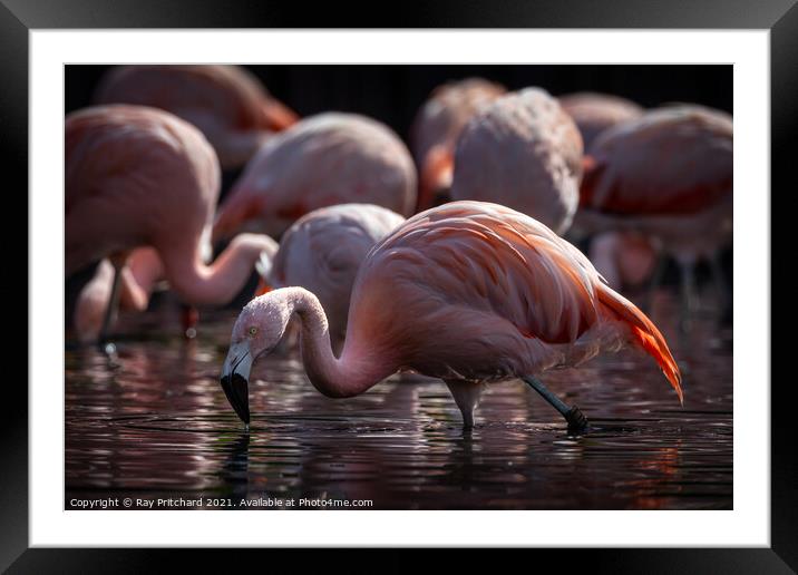 Flamingo Framed Mounted Print by Ray Pritchard