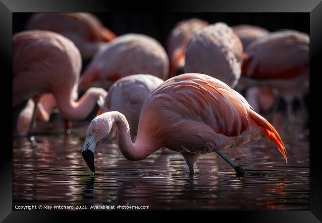 Flamingo Framed Print by Ray Pritchard