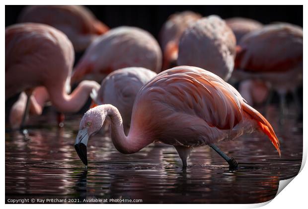 Flamingo Print by Ray Pritchard
