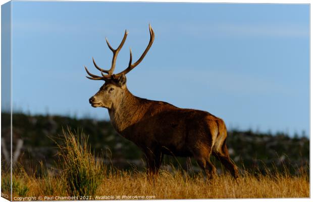 A reddeer standing in a grassy field Canvas Print by Paul Chambers