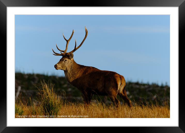 A reddeer standing in a grassy field Framed Mounted Print by Paul Chambers