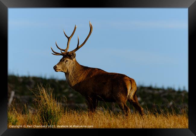 A reddeer standing in a grassy field Framed Print by Paul Chambers