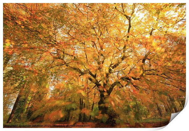 Beech tree Print by Simon Johnson