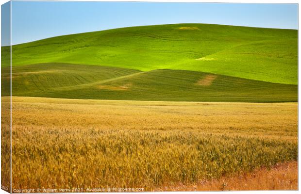 Ripe Yellow Green Wheat Fields Palouse Washington State Canvas Print by William Perry