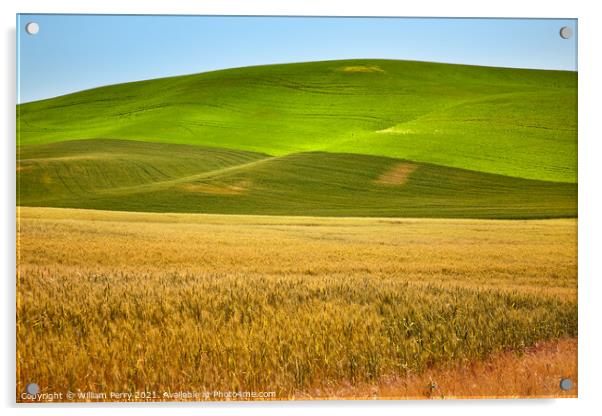 Ripe Yellow Green Wheat Fields Palouse Washington State Acrylic by William Perry