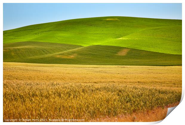 Ripe Yellow Green Wheat Fields Palouse Washington State Print by William Perry