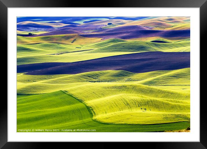 Green Wheat Fields Black Fallow Land Patterns and Farms Palouse  Framed Mounted Print by William Perry
