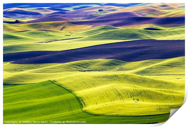 Green Wheat Fields Black Fallow Land Patterns and Farms Palouse  Print by William Perry
