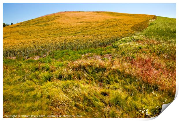 Green Wheat Grass Blue Skies Palouse Washington State Print by William Perry