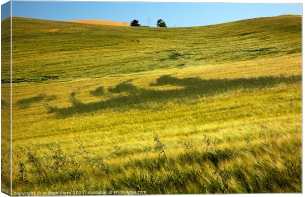 Green Wheat Grass Patterns Blue Skies Palouse Washington State Canvas Print by William Perry